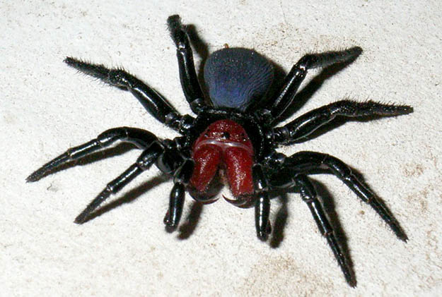 Mouse Spider (Missulena bradleyi) | Survival Skills | Guide to Venomous Spiders