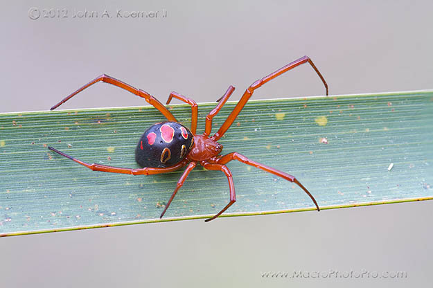 Red Widow (Latrodectus Bishopi) | Hobo Spider (Tegenaria Agrestis) | Survival Skills | Guide to Venomous Spiders