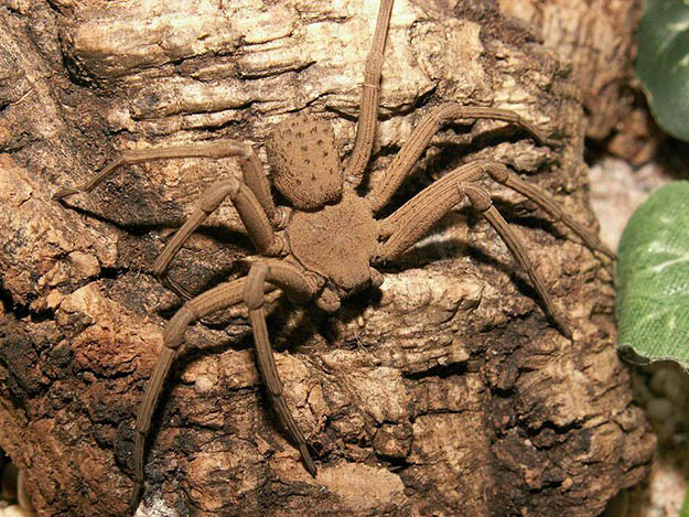Six-eyed Sand Spider (Sicarius Hahni) | Survival Skills | Guide to Venomous Spiders