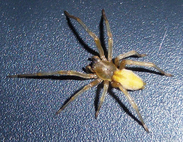 Yellow Sac Spider (Cheiracanthium Inclusum) | Survival Skills | Guide to Venomous Spiders