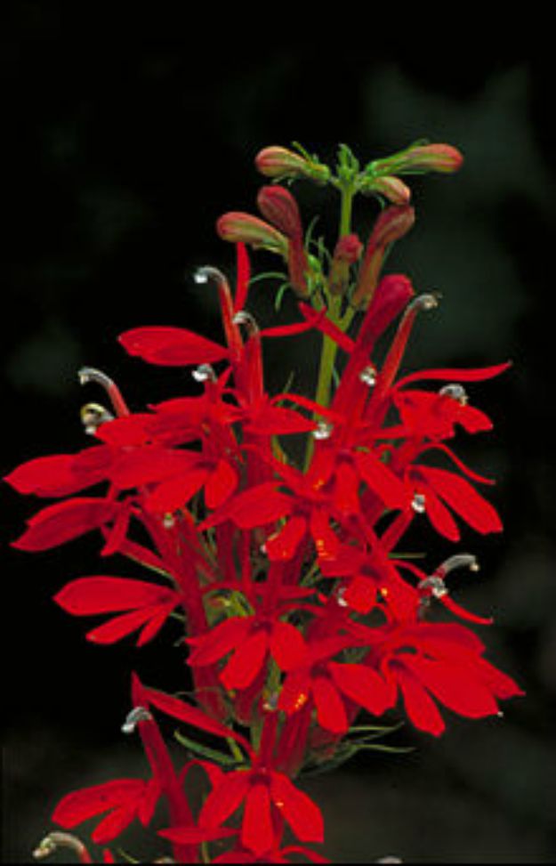 Cardinal Flower/Lobelia (Lobelia spp.) | The Ultimate Guide to Poisonous Plants | Wilderness Survival Skills