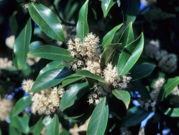 Carolina Laurel Cherry (Prunus caroliniana) | The Ultimate Guide to Poisonous Plants | Wilderness Survival Skills
