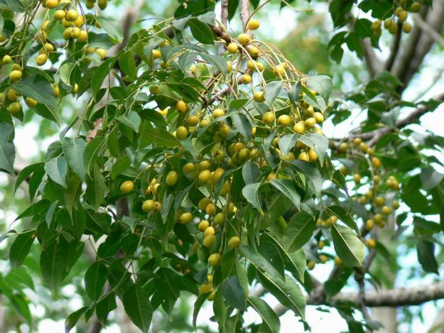 Chinaberry (Melia azedarach) | The Ultimate Guide to Poisonous Plants | Wilderness Survival Skills
