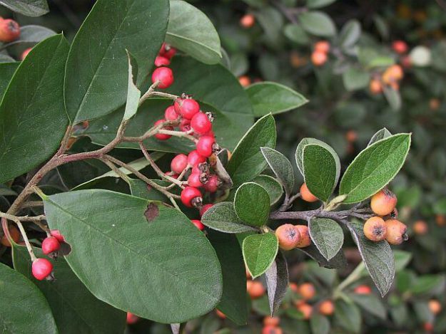 Cotoneaster (Cotoneaster spp.) | The Ultimate Guide to Poisonous Plants | Wilderness Survival Skills