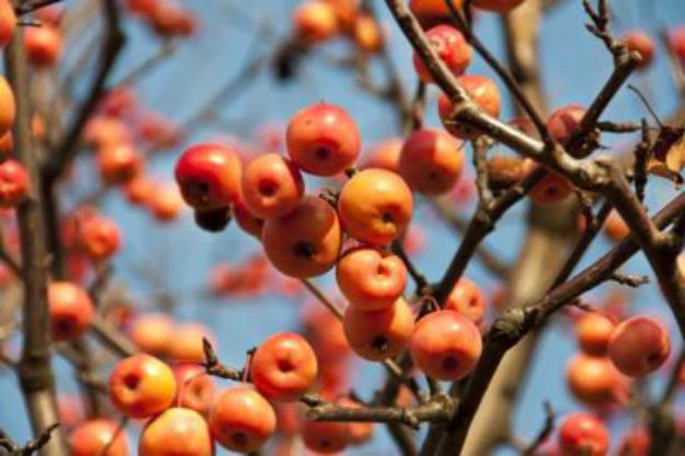 Crabapple seeds (Malus spp.) | The Ultimate Guide to Poisonous Plants | Wilderness Survival Skills