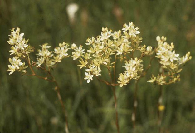 Death camas (Zigadenus spp.) | The Ultimate Guide to Poisonous Plants | Wilderness Survival Skills