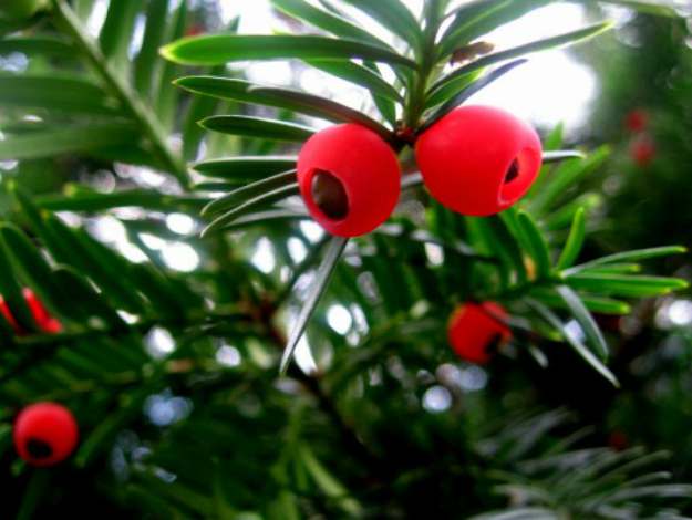 English Yew Seeds (Taxus baccata) | The Ultimate Guide to Poisonous Plants | Wilderness Survival Skills