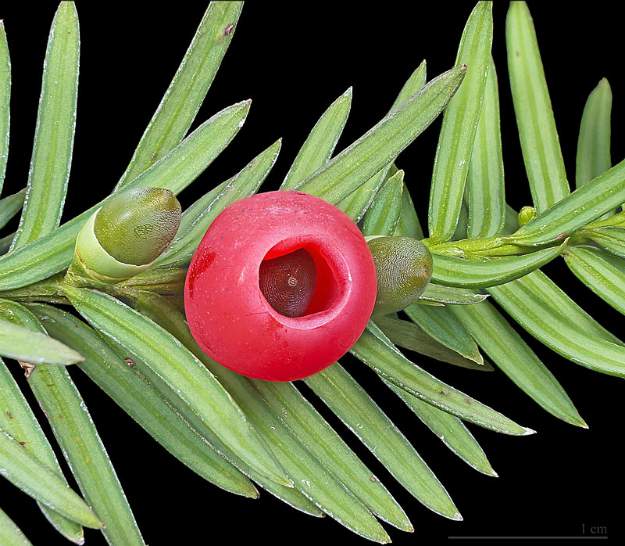 English Yew (Taxus baccata) | The Ultimate Guide to Poisonous Plants | Wilderness Survival Skills