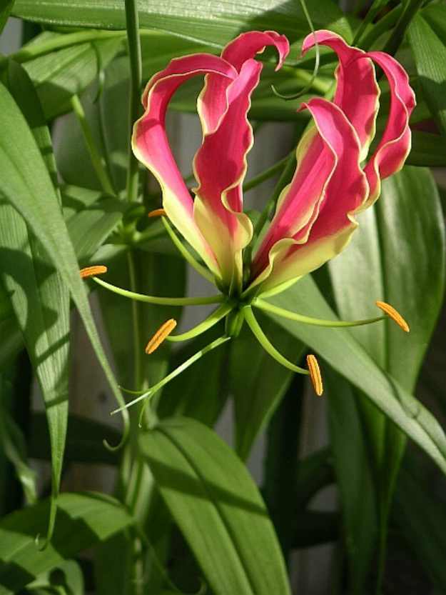 Climbing lily (Gloriosa spp.) | The Ultimate Guide to Poisonous Plants | Wilderness Survival Skills