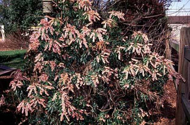 Japanese Pieris (Pieris japonica) | The Ultimate Guide to Poisonous Plants | Wilderness Survival Skills