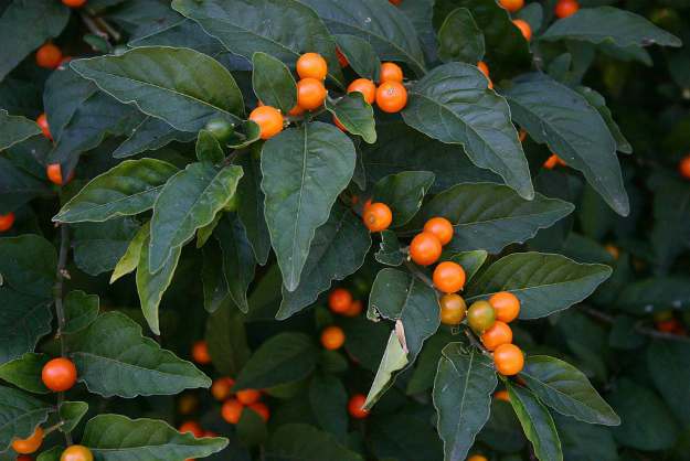 Jerusalem Cherry (Solanum pseudocapsicum) | The Ultimate Guide to Poisonous Plants | Wilderness Survival Skills