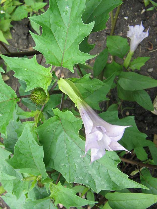 Jimson Weed (Brugmansia spp.)| The Ultimate Guide to Poisonous Plants | Wilderness Survival Skills