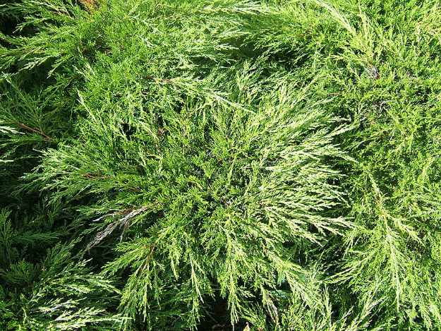 Juniper (Juniperus sabina)| The Ultimate Guide to Poisonous Plants | Wilderness Survival Skills