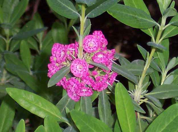 Lambkill (Kalmia angustifolia)| The Ultimate Guide to Poisonous Plants | Wilderness Survival Skills