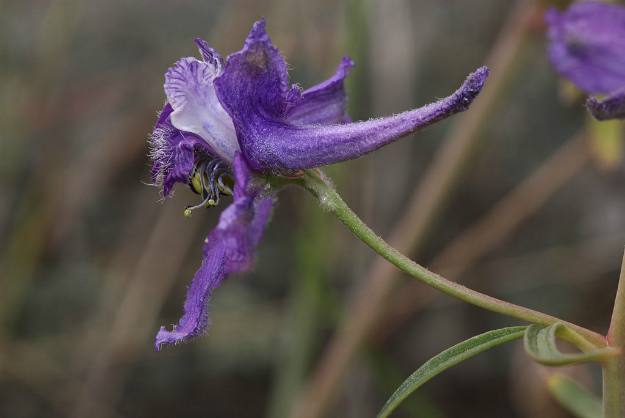 Larkspur (Delphinium spp.) | The Ultimate Guide to Poisonous Plants | Wilderness Survival Skills