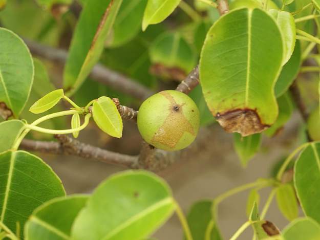 Manchineel (Hippomane mancinella) | The Ultimate Guide to Poisonous Plants | Wilderness Survival Skills