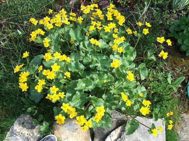 Marsh marigold (Caltha palustris) | The Ultimate Guide to Poisonous Plants | Wilderness Survival Skills