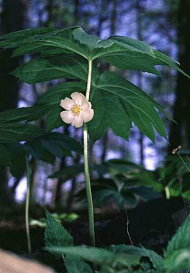 Mayapple (Podophyllum peltatum) | The Ultimate Guide to Poisonous Plants | Wilderness Survival Skills