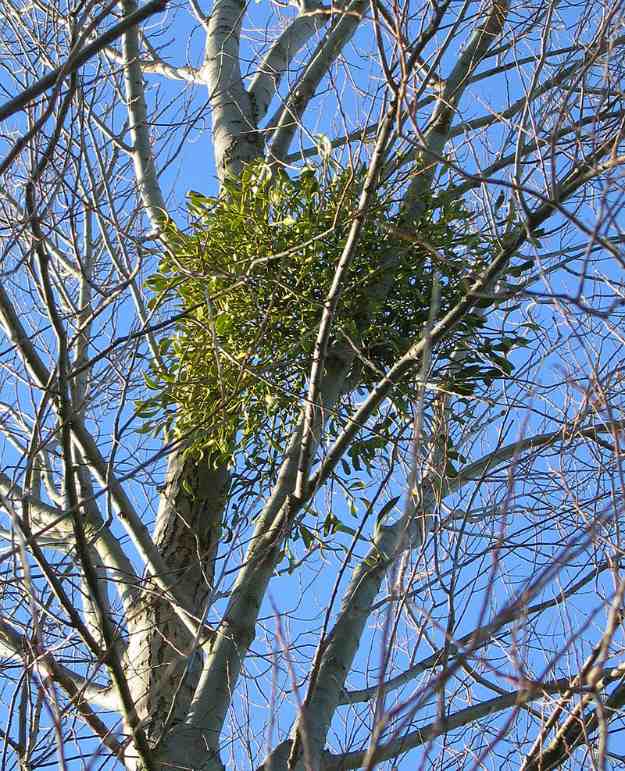 Mistletoe or Viscum | The Ultimate Guide to Poisonous Plants | Wilderness Survival Skills
