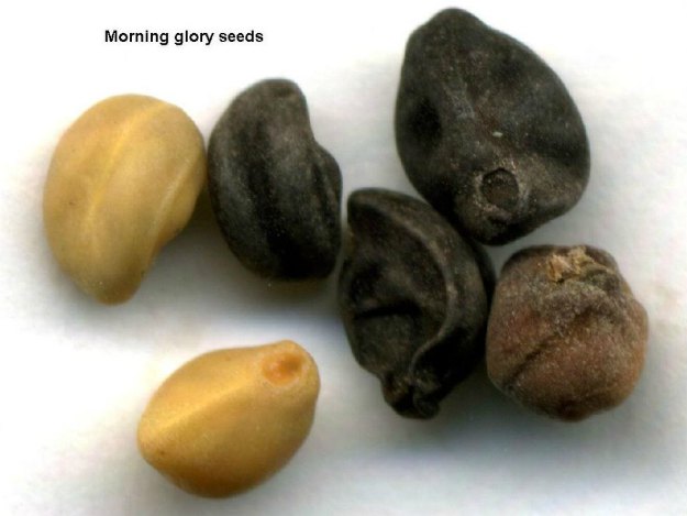 Morning glory seeds (Ipomoea spp.) | The Ultimate Guide to Poisonous Plants | Wilderness Survival Skills