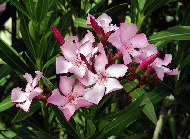 Oleander (Nerium oleander) | The Ultimate Guide to Poisonous Plants | Wilderness Survival Skills