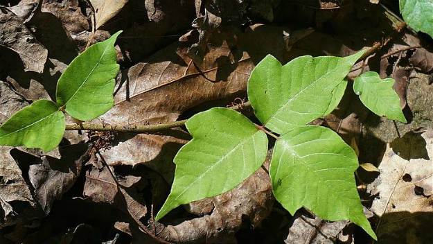 Poison Ivy (Toxicodendron radicans) | The Ultimate Guide to Poisonous Plants | Wilderness Survival Skills