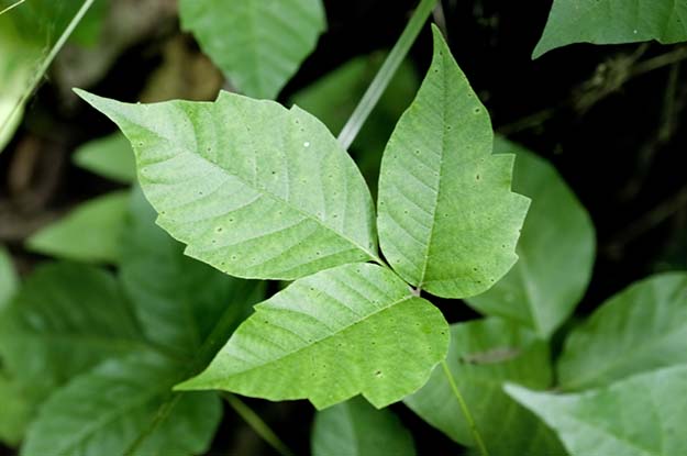 Poison Oak (Toxicodendron diversilobum) | The Ultimate Guide to Poisonous Plants | Wilderness Survival Skills