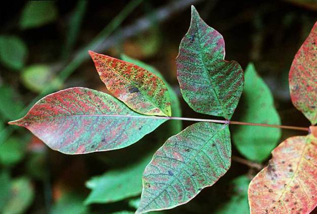 Poison Sumac (Toxicodendron vernix) | The Ultimate Guide to Poisonous Plants | Wilderness Survival Skills