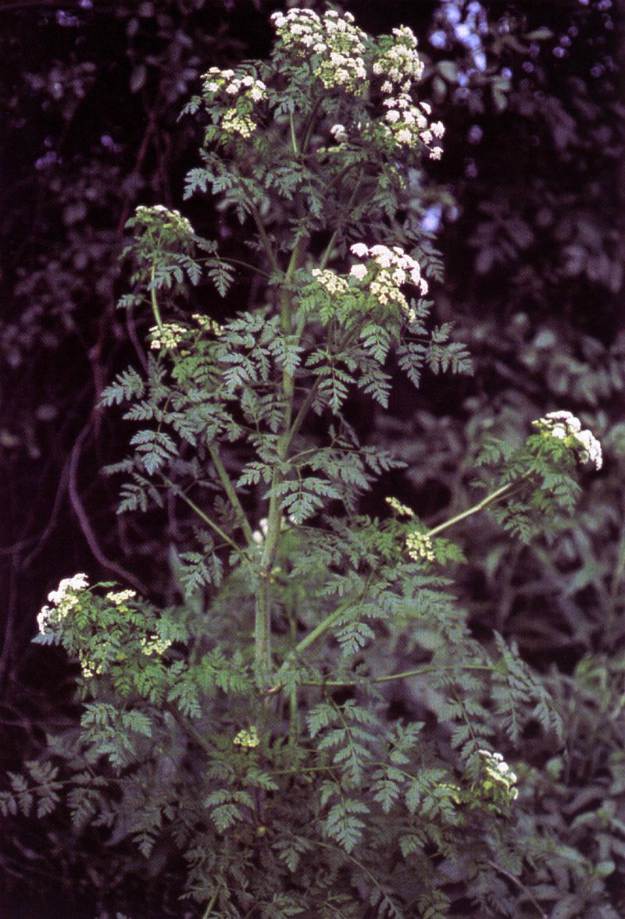 Poison hemlock (Conium maculatum) | The Ultimate Guide to Poisonous Plants | Wilderness Survival Skills