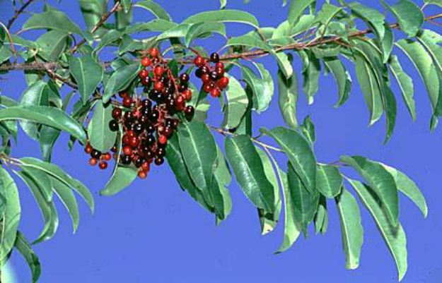 Black Cherry Seeds (Prunus serotina) | The Ultimate Guide to Poisonous Plants | Wilderness Survival Skills