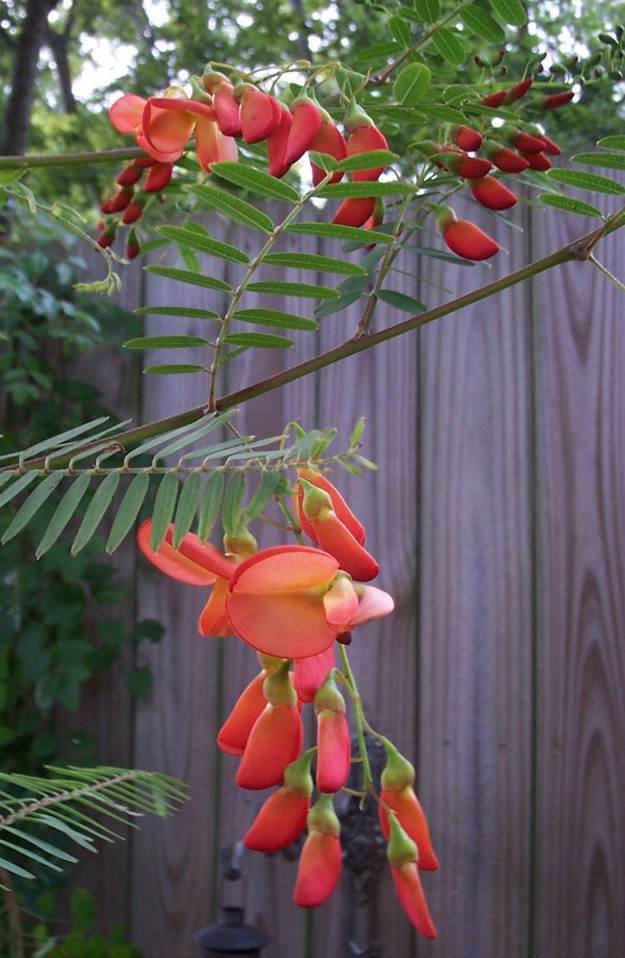 Rattlebox (Daubentonia punicea) | The Ultimate Guide to Poisonous Plants | Wilderness Survival Skills