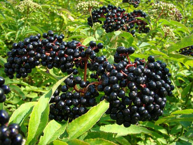 Elderberry (Sambucus spp.) | The Ultimate Guide to Poisonous Plants | Wilderness Survival Skills
