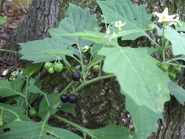 Black Nightshade (Solanum spp.) | The Ultimate Guide to Poisonous Plants | Wilderness Survival Skills