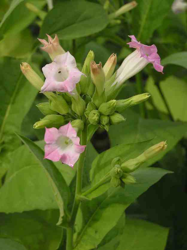 Tobacco (Nicotiana tabacum) | The Ultimate Guide to Poisonous Plants | Wilderness Survival Skills