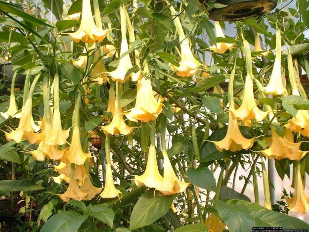 Angel's Trumpet (Brugmansia spp.) | The Ultimate Guide to Poisonous Plants | Wilderness Survival Skills