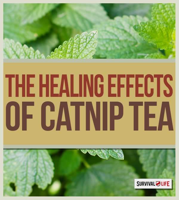 The Healing Properties of Catnip Tea by Survival Life at http://survivallife.com/2015/04/08/catnip-tea-healing-properties/