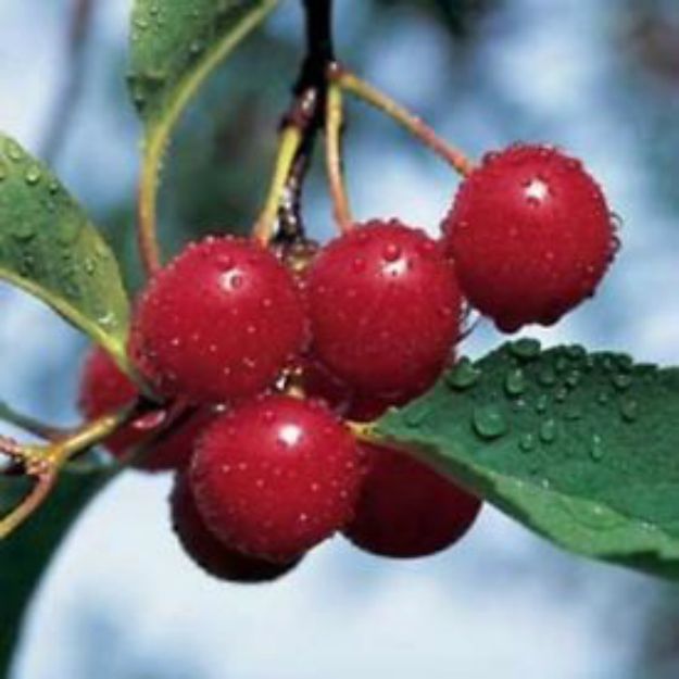 Cherry Seeds (Prunus spp.) | The Ultimate Guide to Poisonous Plants | Wilderness Survival Skills