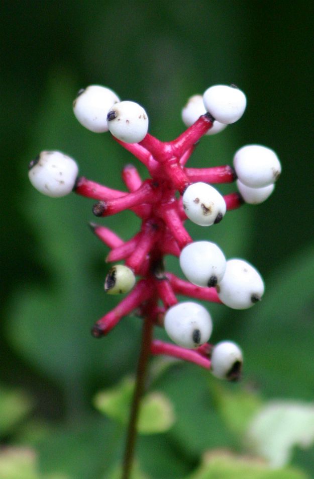 Doll's-eyes/White baneberry (Actaea pachypoda) | The Ultimate Guide to Poisonous Plants | Wilderness Survival Skills