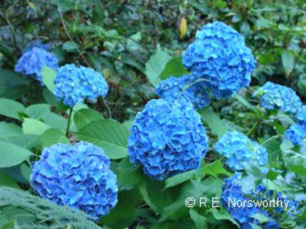 Hydrangea (Hydrangea macrophylla) | The Ultimate Guide to Poisonous Plants | Wilderness Survival Skills