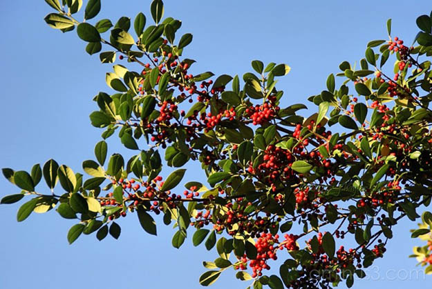 Holly Berries (Ilex spp.) | The Ultimate Guide to Poisonous Plants | Wilderness Survival Skills