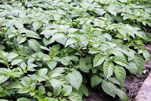 Potato (Solanum tuberosum) | The Ultimate Guide to Poisonous Plants | Wilderness Survival Skills