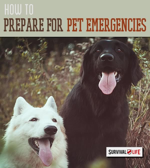 Pet Emergencies: How to Prepared by Survival Life at http://survivallife.com/2015/04/07/pet-emergency-how-to-prepare/