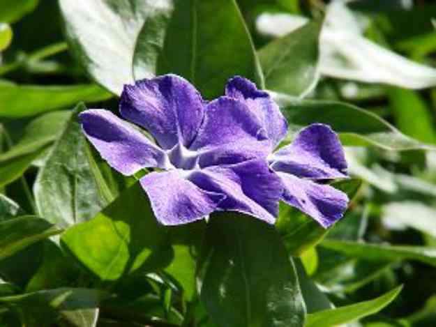 Madagascar Periwinkle (Vinca rosea) | The Ultimate Guide to Poisonous Plants | Wilderness Survival Skills