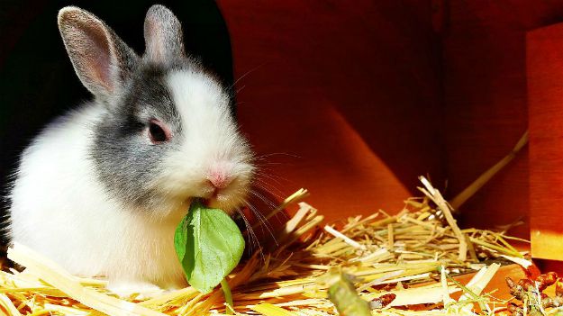 Rabbits, The Ultimate Self-Sustaining Food Source | Rabbits: Sustainable Food Source