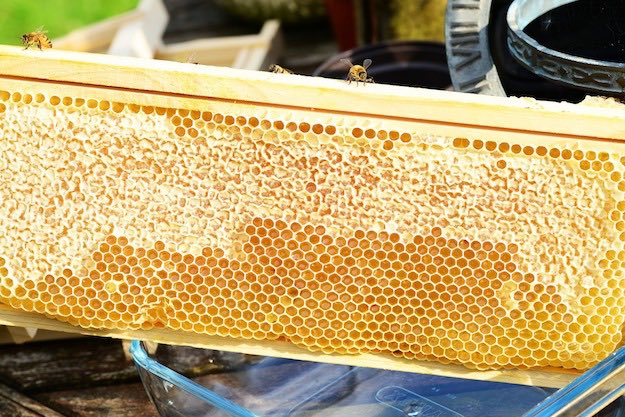Comb Honey | The Benefits of Honey