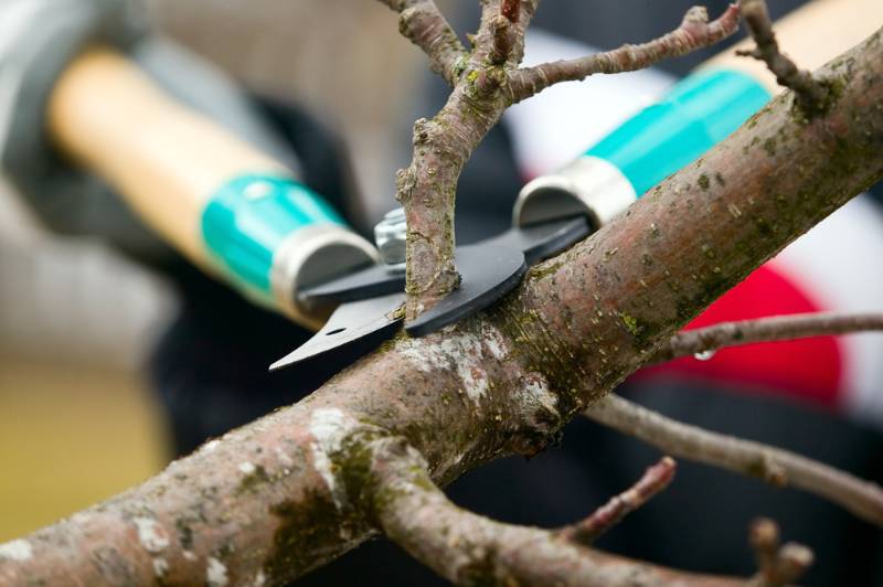 man-gloves-cutting-branches-tree-trimming hurricane survival