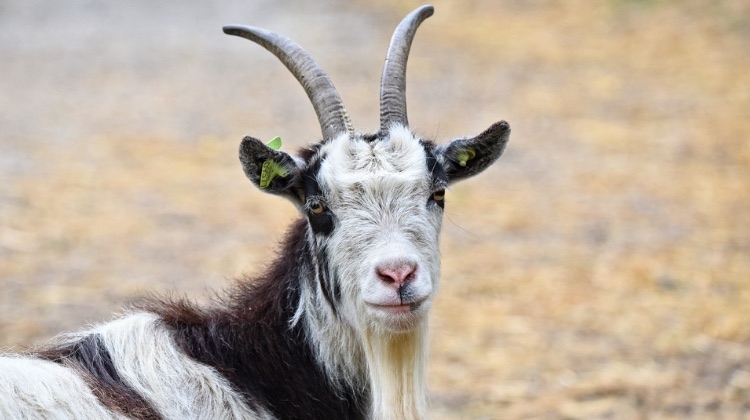 Feature | Fighting Fire With.... Goats? | Natural Disaster