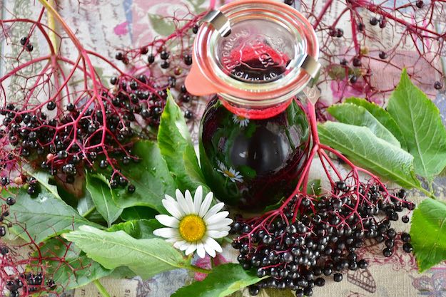 Elderberries Benefits: The Tiny Wonder Berry | ELDERBERRY EXTRACT: NATURE’S “TAMIFLU”