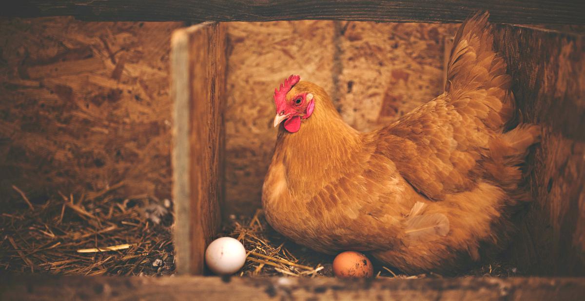 Brown hen near white egg on nest | The Chicken Coop Checklist | chicken coop | cheap chicken coops