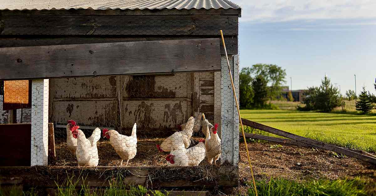 Chicken coop | The Chicken Coop Checklist 